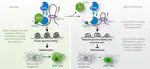 BRD4 orchestrates genome folding to promote neural crest differentiation