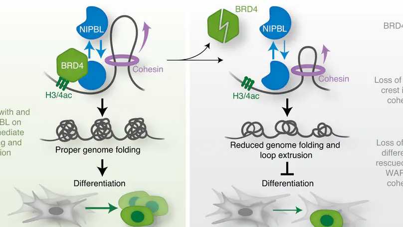 BRD4 orchestrates genome folding to promote neural crest differentiation